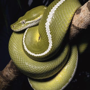 May include: A vibrant green snake with a distinct white dorsal stripe coiled around a textured brown tree branch. The snake features smooth, overlapping scales, a triangular head shape, and light-colored eyes, resting in a tight, circular position.