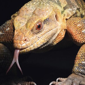 May include: A close-up of a lizard with textured, tan and brown scales, featuring a prominent reddish-brown eye and a forked pink tongue extended from its mouth. The reptile has sharp, curved claws on its feet and a dark, solid background.