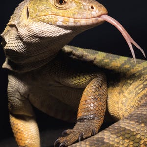 May include: A monitor lizard with textured, overlapping scales in shades of yellow, olive green, and brown. The lizard has a prominent, forked pink tongue extended outward, dark eyes, and sharp claws on its feet, set against a solid black background.