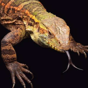 May include: A lizard with textured scales in shades of brown, green, and orange, featuring a long, dark, forked tongue extended from its mouth. The reptile has sharp claws on its feet and a patterned back against a solid black background.