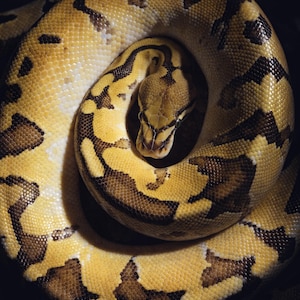 May include: A ball python coiled in a tight circle with its head resting in the center. The snake features a distinct pattern of golden yellow scales interspersed with dark brown, irregular blotches across its entire body and head.