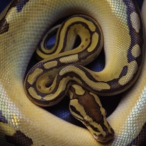 May include: A ball python coiled in a circular pattern, featuring a bright yellow base color with dark brown, irregular blotches and stripes along its body. The snake has a smooth, scaled texture and a distinct brown pattern on its head.