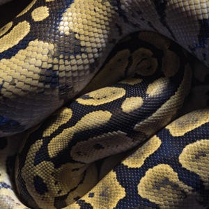 May include: A ball python snake with a distinct pattern of dark brown and black blotches surrounded by lighter golden-yellow scales. The reptile is coiled in a tight loop, showcasing the detailed texture and overlapping arrangement of its scales.