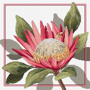 May include: A vibrant pink and yellow protea flower with a bee perched on the petals. The flower is surrounded by green leaves.