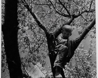 Old Photo Boy Sitting in Blooming Tree 1950s Photograph Snapshot Vintage