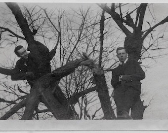Old Photo Men in Tree Looking Down at Photographer 1910s Photograph Snapshot vintage