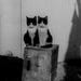 GIRLCATDESIGN