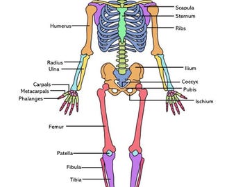 The Color Atlas Human Anatomy HC DJ Book - Etsy