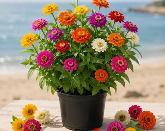 California Zinnia Mix Plants Live for Planting, 3 Plants in Pot, Beautiful Bright Crisp Colors, California Giant Mix, 4-6 Inch Tall