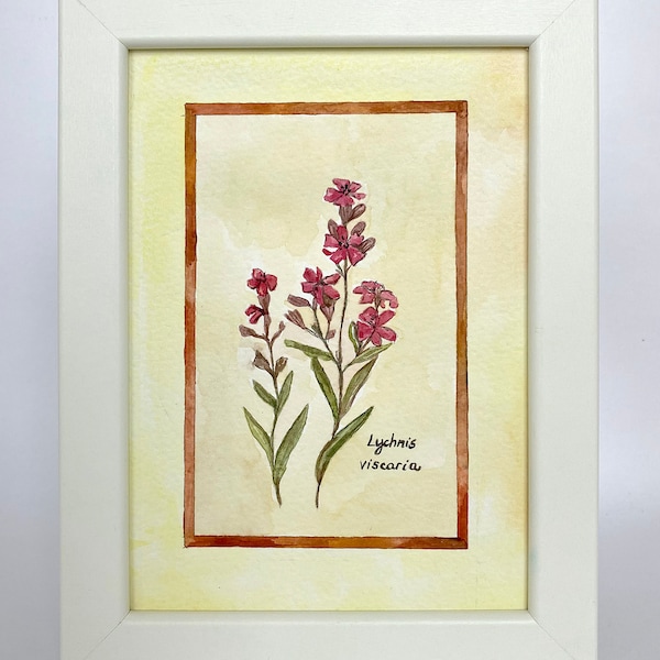 Small Custom Lychnis Viscaria Pink Flower Sticky Catchfly Botanical Watercolor Watercolour Painting ORIGINAL Gift Decor Framed Hand Painted