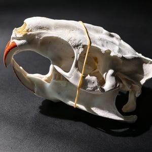 May include: A white animal skull featuring prominent, curved orange incisors at the front. The upper and lower jaw sections are held together by a thin, light-colored rubber band wrapped vertically around the midsection of the bone structure.