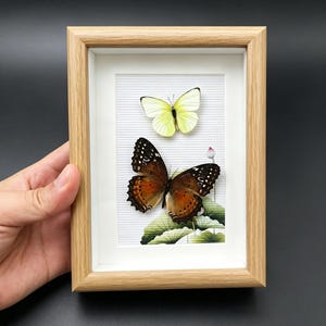 Real Butterfly Shadow Box – Lemon Migrant, Red Lacewing Duo (6x6 Holzrahmen)