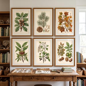 Montessori Dendrology Prints Set of 6 | Antique Oak Acorn & Pine Cone Chart Wall Art | Homeschool Tree Seed Study  Kids Classroom Download