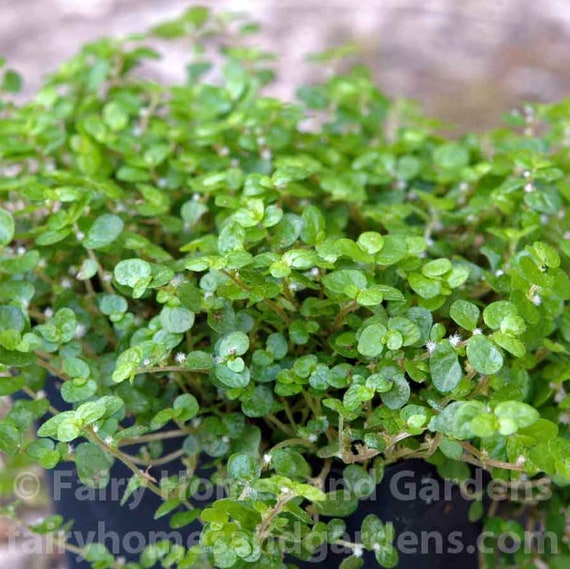Baby Tears Soleirolia Soleiolii Fairy Garden Plants Terrarium Ground Cover