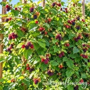 May include: A blackberry plant growing on a wooden trellis, featuring numerous clusters of dark purple, ripe blackberries and smaller, reddish-pink unripe berries, interspersed with vibrant green, serrated leaves under bright sunlight.