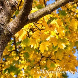May include: A tree branch with textured brown bark featuring vibrant yellow maple leaves during the autumn season. The leaves display a mix of bright yellow and hints of green, with the text "wakiyemflowering" written in white script at the bottom.