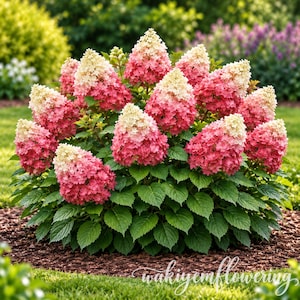 May include: A dense hydrangea paniculata shrub featuring numerous conical flower clusters that transition from creamy white at the tips to deep pink at the base, set against a backdrop of lush, serrated green leaves in a garden setting.
