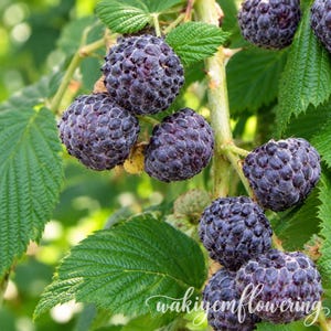 May include: A cluster of ripe, dark purple blackberries growing on a green stem with serrated leaves. The berries have a textured, bumpy surface and are attached to a light green branch. The text "wakiyemflowering" is written in white script.