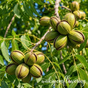 May include: Clusters of green, oval-shaped pecan husks hanging from tree branches with serrated leaves. The husks are textured and show longitudinal seams, with some beginning to split open to reveal the nuts inside. The scene is outdoors.
