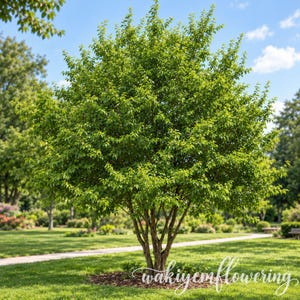 May include: A deciduous tree with a dense, rounded canopy of vibrant green leaves and multiple woody trunks branching from the base. The tree stands in a grassy area with a white script watermark reading wakiyemflowering across the bottom.
