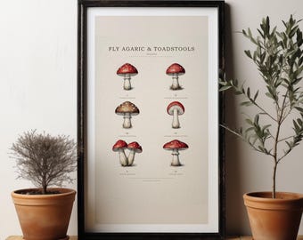 Fly Agaric Mushroom Print, Antique Specimen Plate, Victorian Natural History Wall Art, Printable Instant Download
