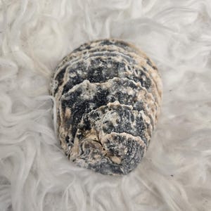 May include: A natural oyster shell with a dark, textured, and layered exterior surface. The shell features deep charcoal and black tones with lighter beige and cream-coloured ridges along its curved, irregular, and rugged outer edges.