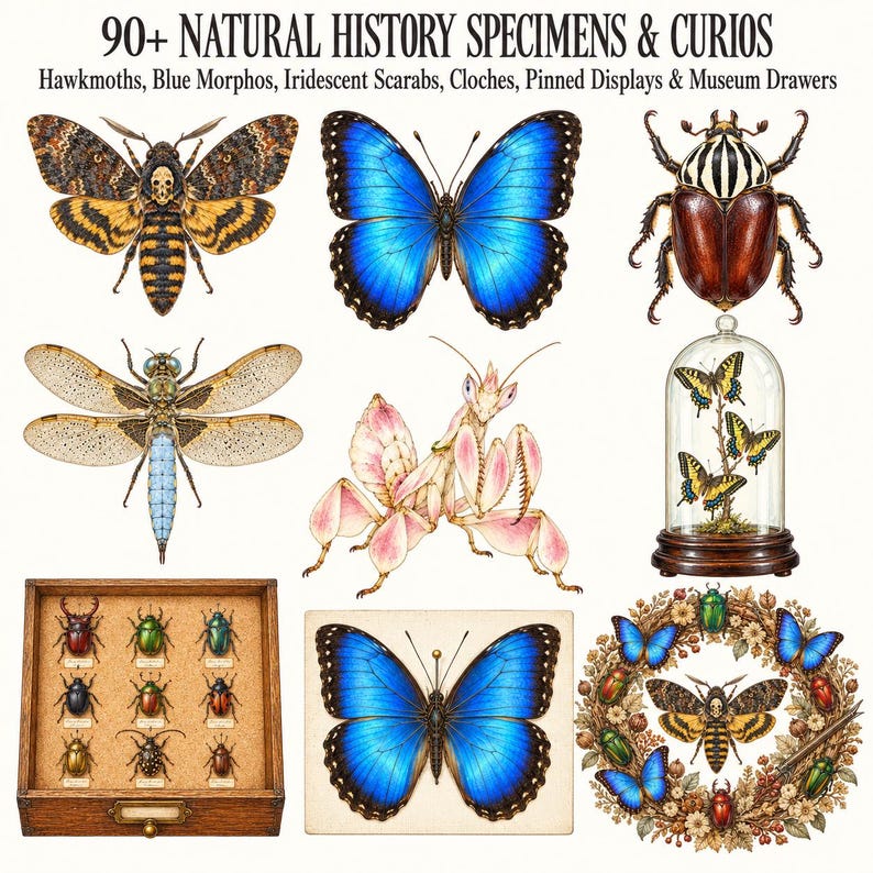 The Victorian Entomology Cabinet — listing image 2 of 10