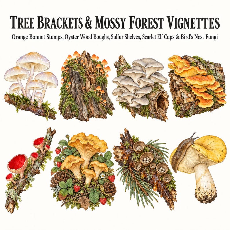 Victorian Mushrooms & Forest Fungi — listing image 4 of 10