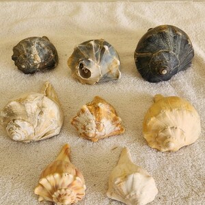 May include: A collection of eight assorted sea shells arranged in three rows. The shells vary in colour from dark charcoal grey and mottled brown to light cream and tan, featuring diverse spiral shapes, textured ridges, and smooth, pointed apexes.