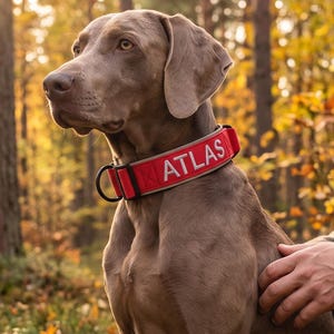 Op de afbeelding: Een rode hondenhalsband met de naam ATLAS in witte hoofdletters. De halsband is gemaakt van duurzaam textiel en is voorzien van een zwarte metalen D-ring voor het bevestigen van een riem, gedragen door een grijze Weimaraner hond.