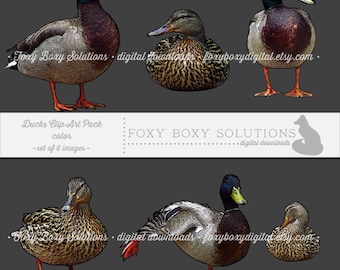 Color Ducks: Clip Art, set of 6 images