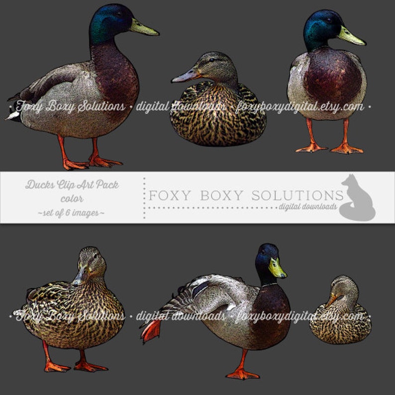 Color Ducks Clip Art set of 6 images