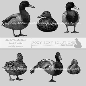 Black & White Ducks: Clip Art, set of 6 images