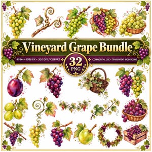 Può includere: Una collezione digitale di illustrazioni di uva da vigneto con vari grappoli di uva verde e viola, tralci di vite, cesti intrecciati e cassette di legno. Il testo centrale recita Vineyard Grape Bundle, 32 PNG, 4096 x 4096 PX, 300 DPI.