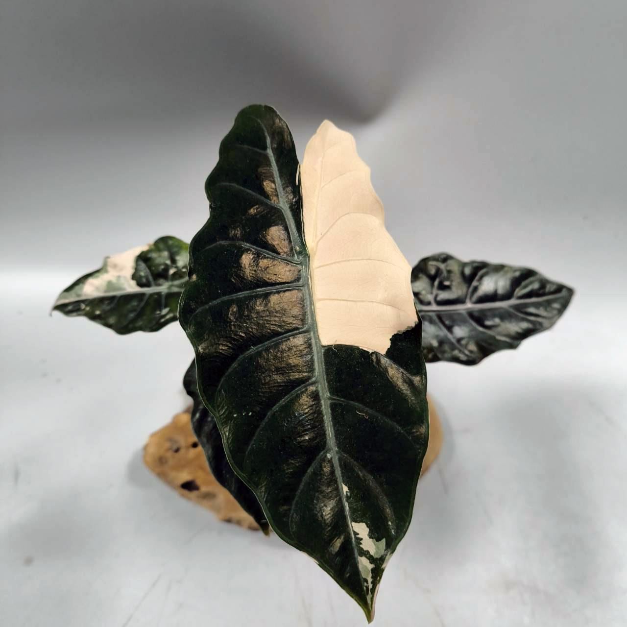 Alocasia chantrieri pink variegated - Etsy 日本