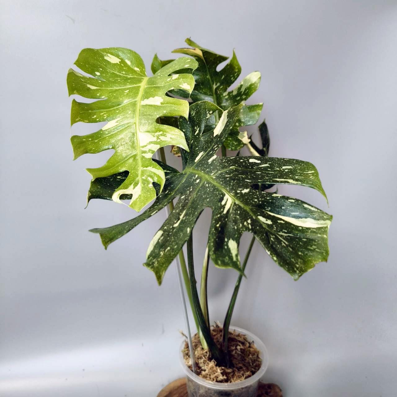 モンステラ観葉植物 - Etsy 日本