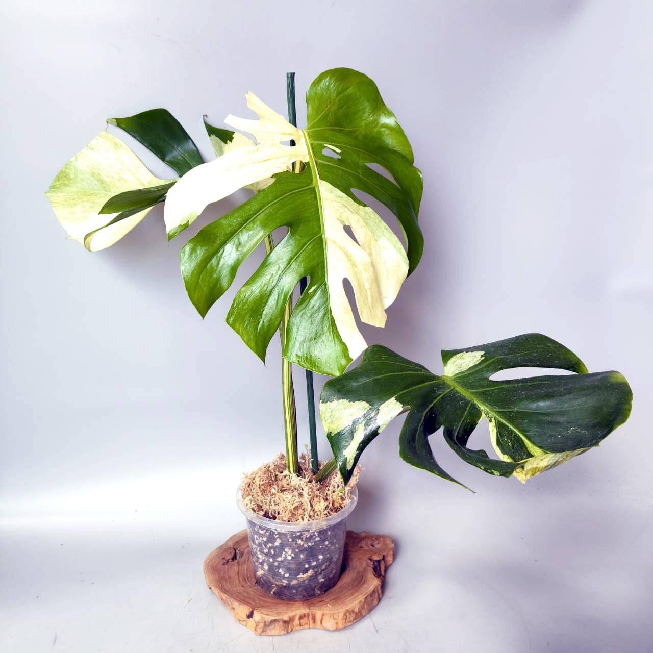 モンステラ観葉植物 - Etsy 日本