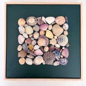 May include: A square wall art piece featuring a collection of various seashells in shades of white, tan, brown, and purple arranged on a dark green background, all enclosed within a light-coloured wooden frame with a clean, simple border.