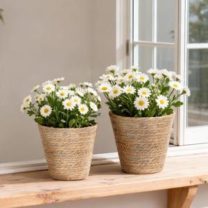 May include: Two potted daisy plants with white petals and yellow centres, each housed in a textured, light brown woven seagrass basket. The plants are positioned side by side on a wooden ledge, displaying lush green foliage and numerous blooms.