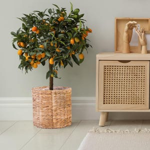 May include: A potted kumquat tree with dark green leaves and numerous small, bright orange oval fruits. The tree is planted in a cylindrical, light brown woven seagrass basket planter with a visible textured pattern throughout the exterior.