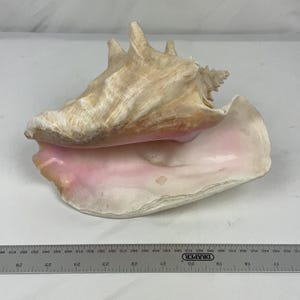 May include: A large conch shell with a textured, tan-coloured exterior and a smooth, pale pink interior. The shell is positioned above a metal ruler that shows a length measurement extending past 67 centimetres on the metric scale.