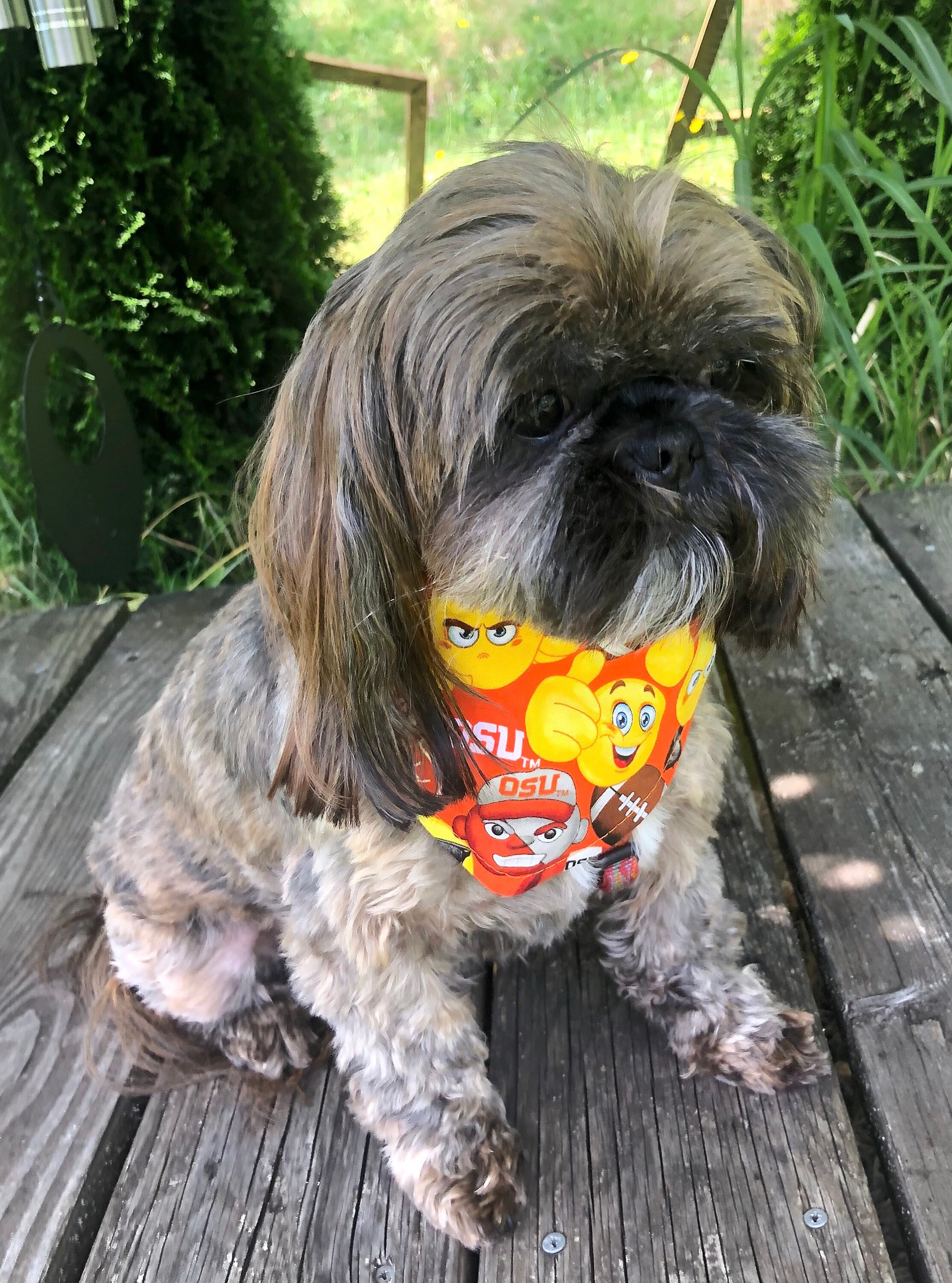 osu dog bandana