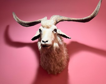 Taxidermy Catalina Goat Head