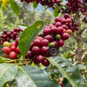 Könnte beinhalten: Eine Ansammlung reifer, tiefroter Kaffeekirschen an einem Zweig mit leuchtend grünen Blättern. Ein kleines kreisförmiges Logo mit dem Text 'PINCRAFT COFFEE ROASTERS' ist auf den zentralen Kaffeekirschen im Laub zu sehen.