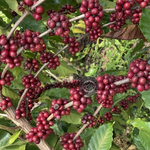 Coffee Seeds BP 308 Coffee for Planting, (Coffee sp.) CERTIFIED Coffee Bean