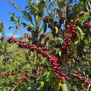 Coffee Seeds Geisha Costa Rican Coffee for Planting, (Coffee sp.) CERTIFIED Coffee Bean