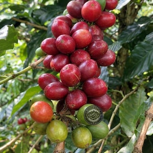 Op de afbeelding: Een tros koffiebessen aan een tak, met een mix van dieprode rijpe vruchten en lichtgroene onrijpe vruchten. Een kleine ronde groene sticker met een logo en de tekst "Coffee Roasters" is bevestigd op een van de groene bessen.