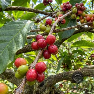 May include: A coffee plant branch featuring clusters of ripening coffee cherries in shades of bright red, light green, and yellow, interspersed with large, pointed green leaves and woody stems, with a small circular logo in the corner.