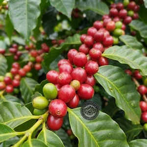 May include: A cluster of coffee cherries on a branch with green leaves. The cherries are in various stages of ripening, showing vibrant red and light green colors. A circular logo with the text Coffee Roasters is visible on a leaf.