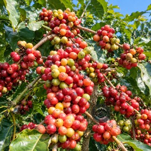 May include: Clusters of coffee cherries growing on a branch with green leaves. The cherries are in various stages of ripening, displaying a gradient of colors from bright green and yellow to deep red, attached to thin woody stems in a dense arrangement.